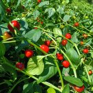 Fresh Strawberry shaped Hot Pepper Seeds