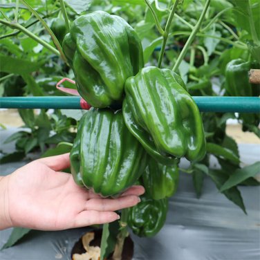 Fresh Spicy No.1 Chili Pepper Seeds