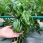Fresh Spicy No.1 Chili Pepper Seeds