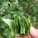 Fresh Early maturing No.1 Hyacinth Bean Seeds