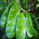 Fresh Hyacinth Bean Seeds (Pig ear shaped)