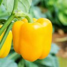 Fresh Yellow Lantern Sweet Pepper Seeds