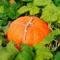 Fresh Giant Pumpkin Seeds