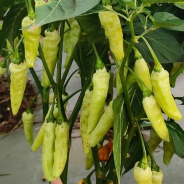 Fresh Small Hot Pepper Seeds