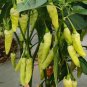 Fresh Small Hot Pepper Seeds