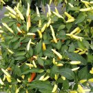 Fresh Small Chili Pepper Seeds Facing Heaven Pepper
