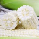 Fresh Sweet waxy No.182 Corn Seeds