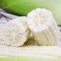 Fresh Sweet waxy No.182 Corn Seeds