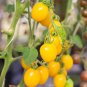 Fresh ‘Yellow Millennium’ Cherry Tomato Seeds