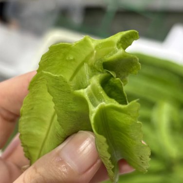 Fresh Winged Bean Seeds Psophocarpus tetragonolobus