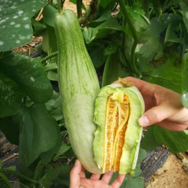 Fresh Horn shaped Crispy Melon Seeds