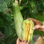 Fresh Horn shaped Crispy Melon Seeds