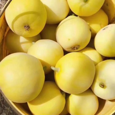 Fresh Pale Yellow Crispy Melon Pear Shaped Seeds