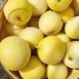 Fresh Pale Yellow Crispy Melon Pear Shaped Seeds