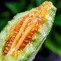 Fresh Goat Horn Crispy Melon Seeds