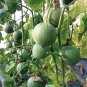 Fresh Emerald Sweet Melon Seeds