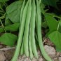 Fresh Huajun No.13 Snap Bean Seeds
