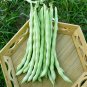Fresh Huajun No.12 Kidney Bean Seeds
