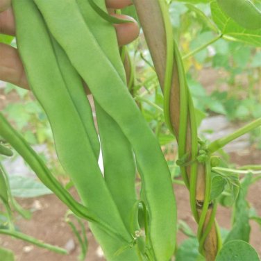 Fresh Huajun No.10 Snow Bean Seeds
