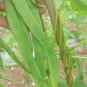Fresh Huajun No.10 Snow Bean Seeds