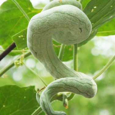 Fresh Snake Gourd Seeds (Trichosanthes anguina L.)
