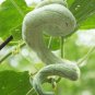 Fresh Snake Gourd Seeds (Trichosanthes anguina L.)