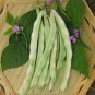 Fresh Didouwang No.1 Kidney Bean Seeds