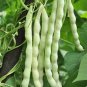 Fresh Baibulao White Kidney Bean Seeds