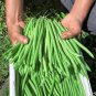 Fresh Supplier Snap Bean Seeds