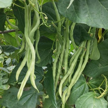 Fresh Stringless Snap Bean King Seeds