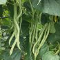 Fresh Stringless Snap Bean King Seeds
