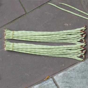 Fresh Ningjiang No.3 Yardlong Bean Seeds