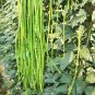 Fresh Three foot Green Cowpea Seeds