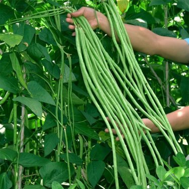 Fresh Yapajia 28 2 Yardlong Bean Seeds