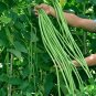 Fresh Yapajia 28 2 Yardlong Bean Seeds