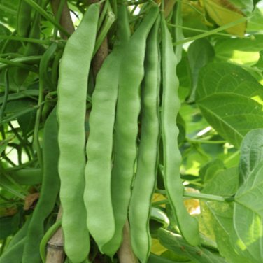 Fresh Green Dragon Snap Bean Seeds