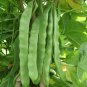 Fresh Green Dragon Snap Bean Seeds