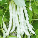 Fresh Continuously Harvestable Nine grain White Kidney Bean Seeds