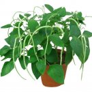 Fresh No Trellis Required Yardlong Bean Seeds