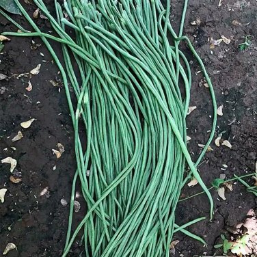 Fresh Continuously Harvestable Yardlong Bean Seeds