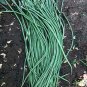 Fresh Continuously Harvestable Yardlong Bean Seeds
