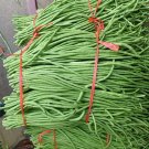 Fresh Small Five leaf Yardlong Bean Seeds