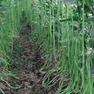 Fresh Ganzhimei Yardlong Bean Seeds