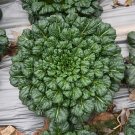 Fresh Wutacai Black Cabbage Seeds