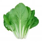 Fresh The Four Seasons of Chinese Cabbage Seeds