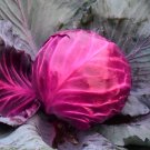 Fresh Violet Cabbage Seeds