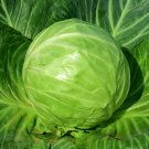 Fresh Green Treasure Cabbage Seeds
