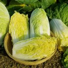 Fresh Quanfu Baby Cabbage Seeds