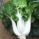 Fresh Dark green leafed Baby Bok Choy Seeds
