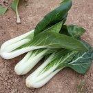 Fresh Yumeiren Baby Bok Choy Seeds